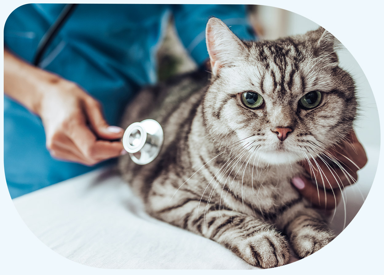 Content Katzen Krankenversicherung